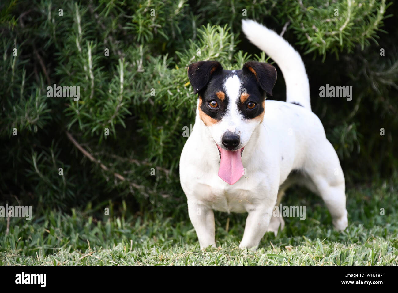 Jack Russell Short Hair and Short Leg White Black and Brown Dog with Tongue Out Stock Photo