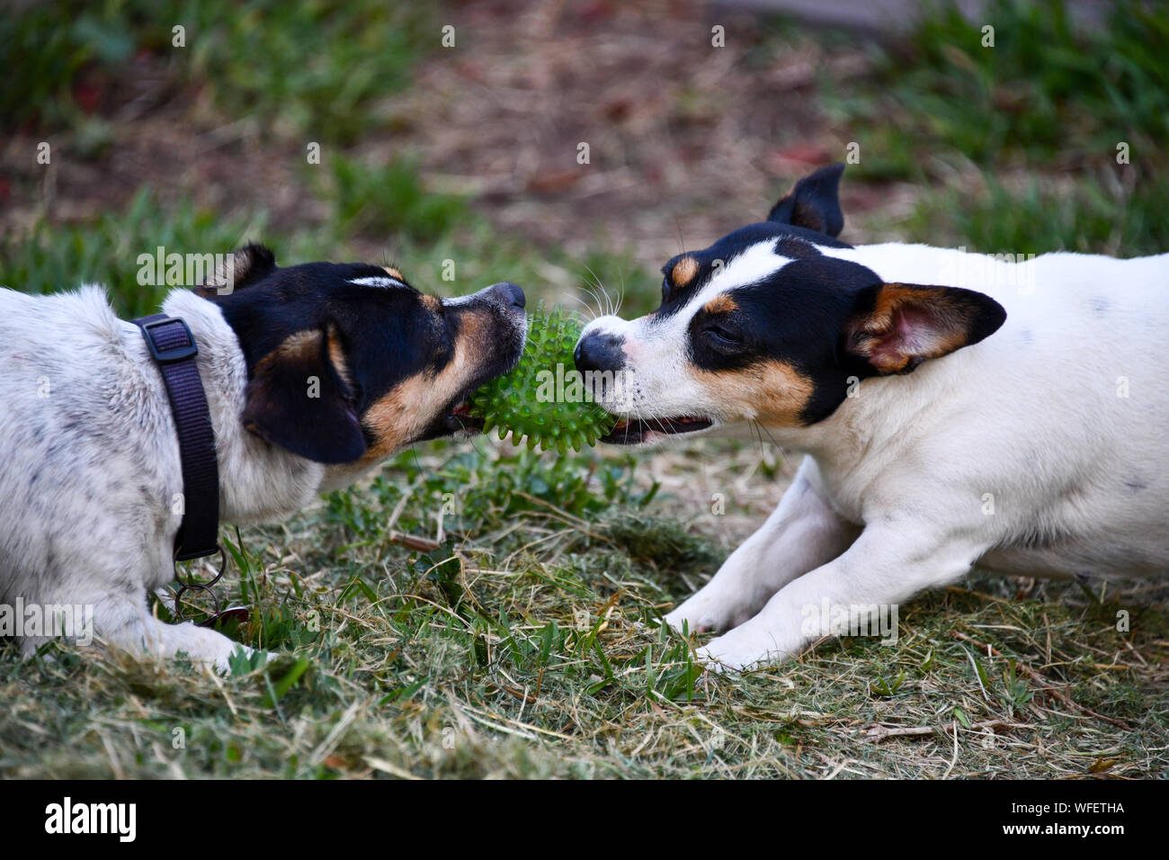 Jack russel terrier, ball hires stock photography and images Alamy