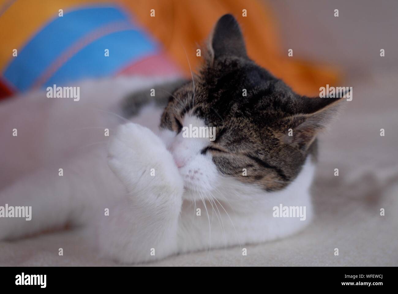 Nose rubbing hires stock photography and images Alamy