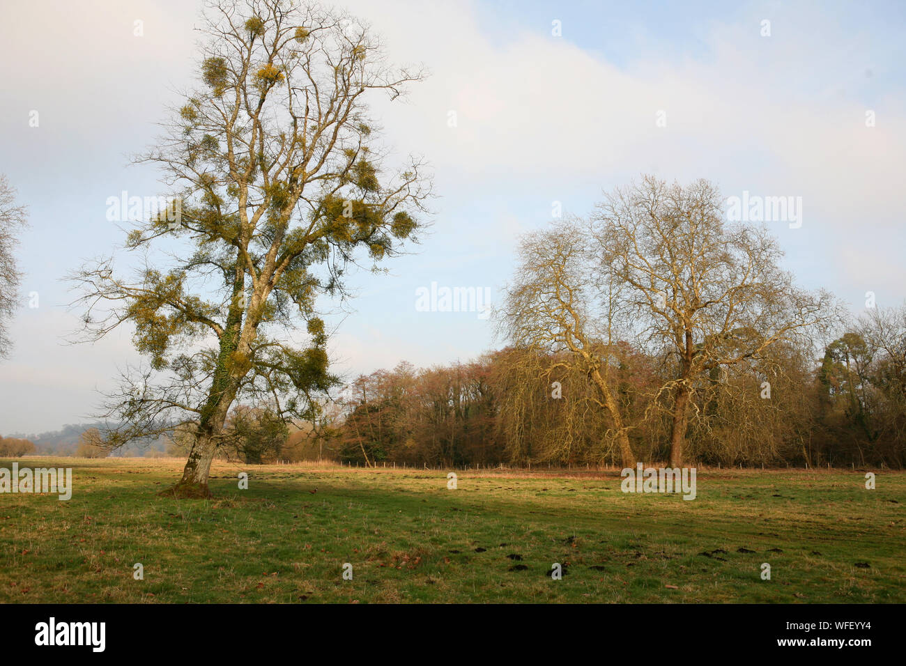 Winter tree covered in Mistletoe, Mottisfont Abbey Gardens, Romsey, Hampshire, UK Stock Photo