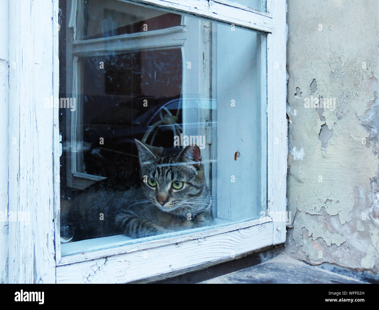 Portrait Of Cat Sitting On Window Sill Stock Photo Alamy