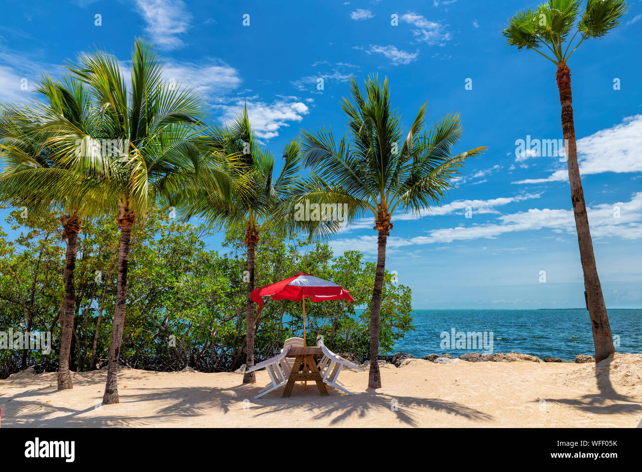 Umbrella Palm High Resolution Stock Photography And Images Alamy