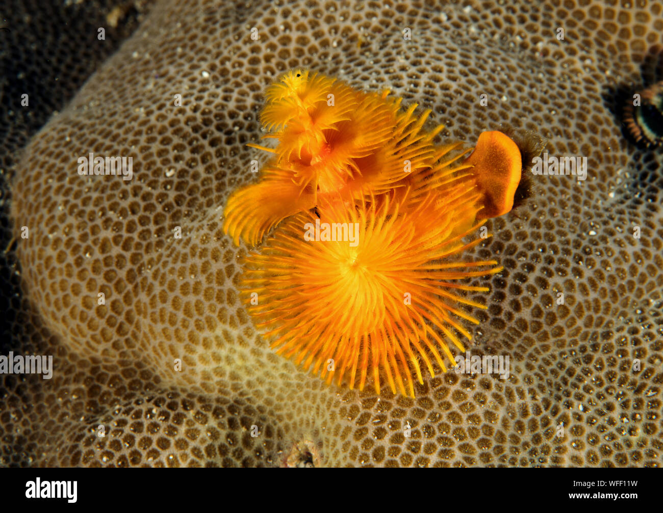 Christmass worm, Spirabranchus giganteus, Raja Ampat Indonesia Stock Photo