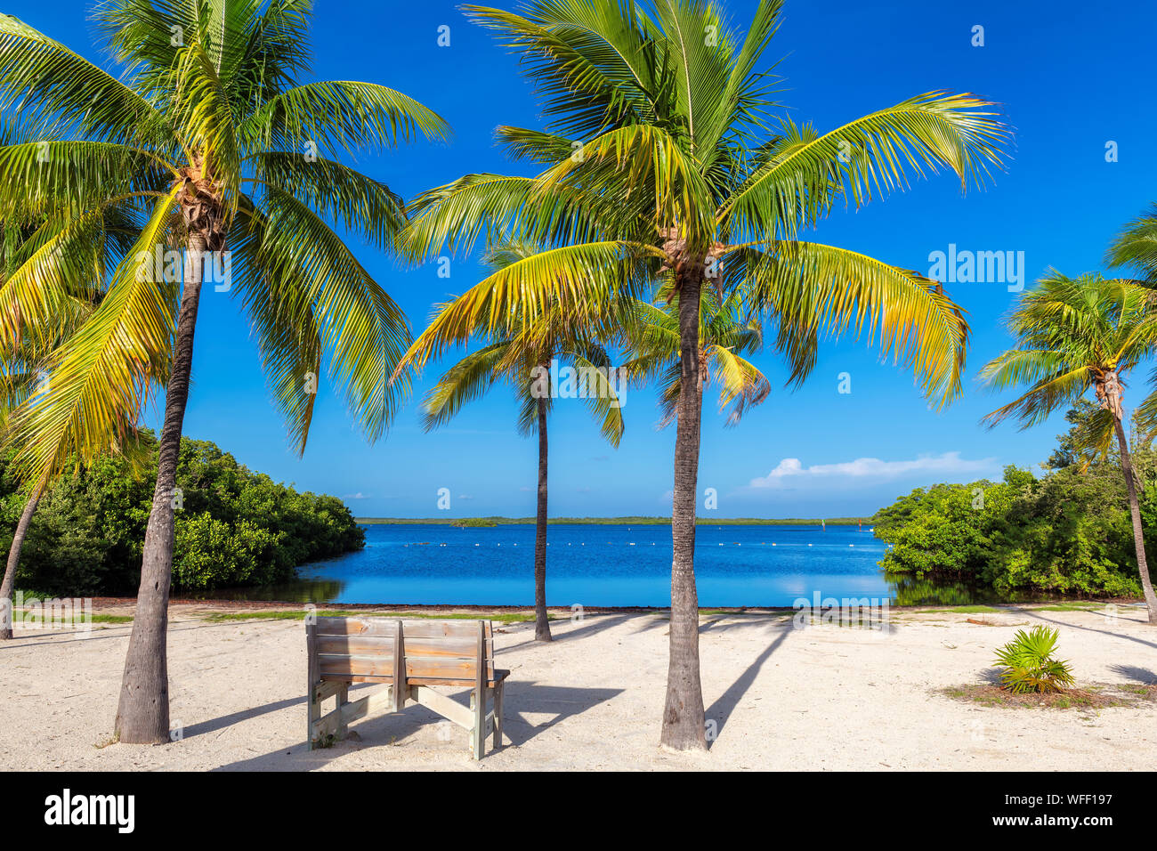 Bench under palm trees on a tropical beach in Florida Keys. Stock Photo