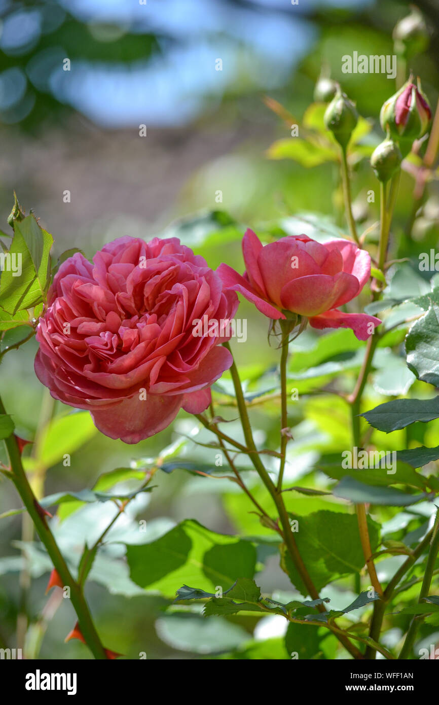 Boscobel rose hi-res stock photography and images - Alamy