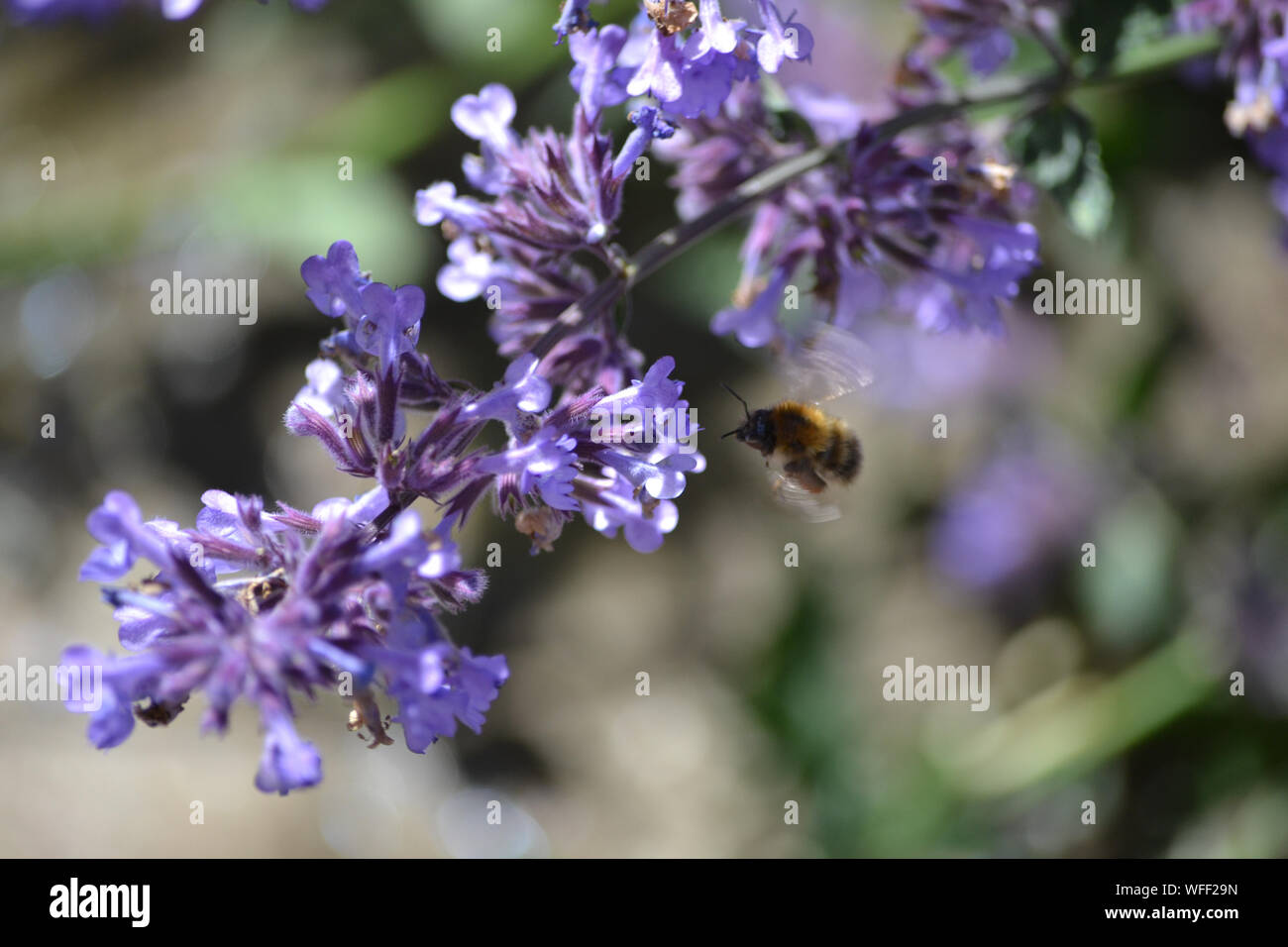 Bee on catmint, Nepeta mussini Stock Photo