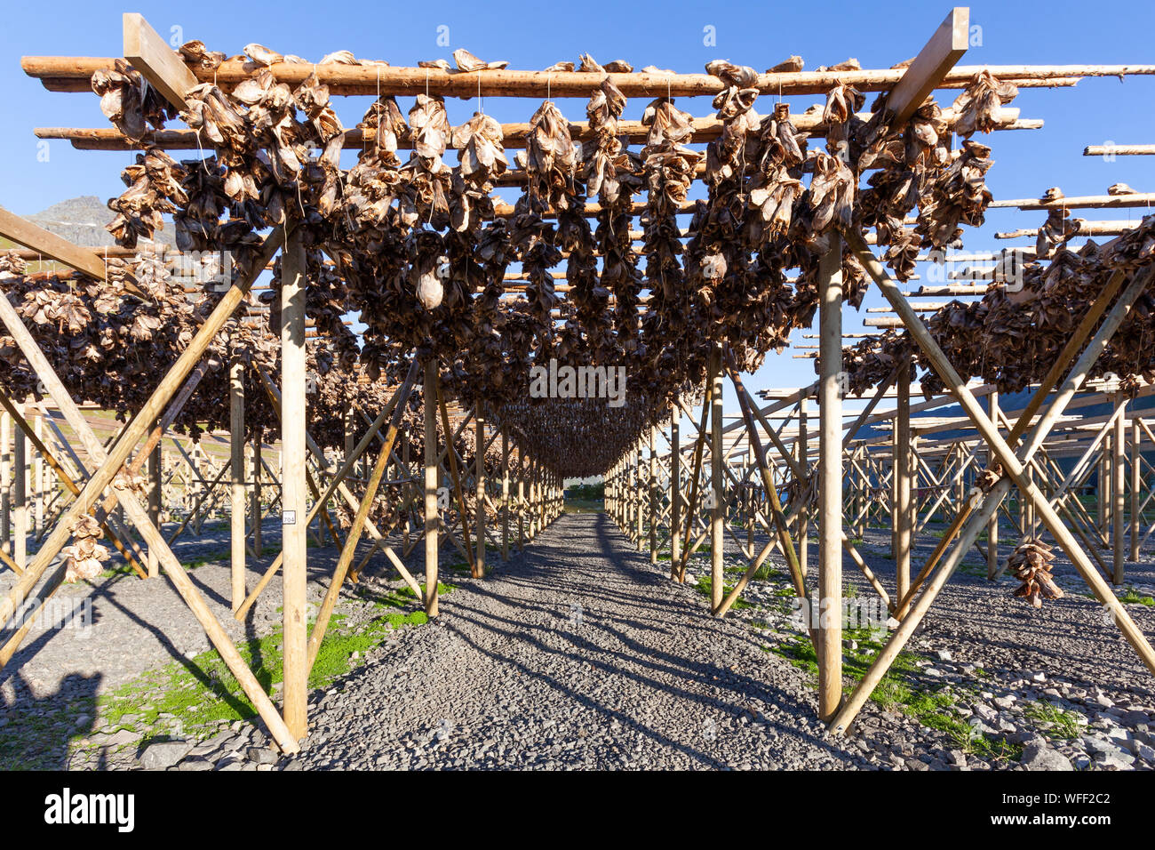 Fish heads drying on traditional racks in Lofoten, Norway Stock Photo