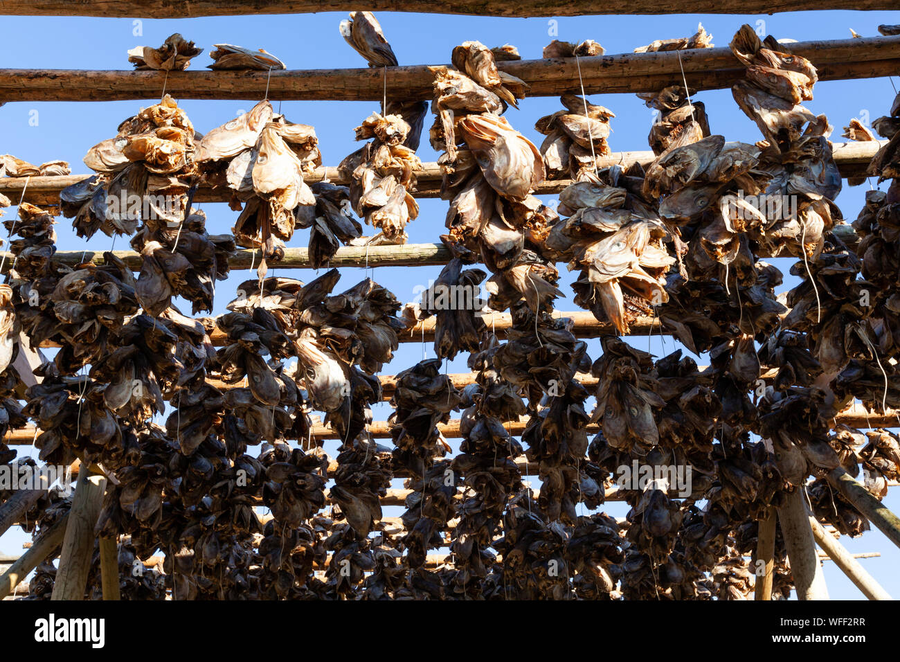 Fish heads drying on traditional racks in Lofoten, Norway Stock Photo