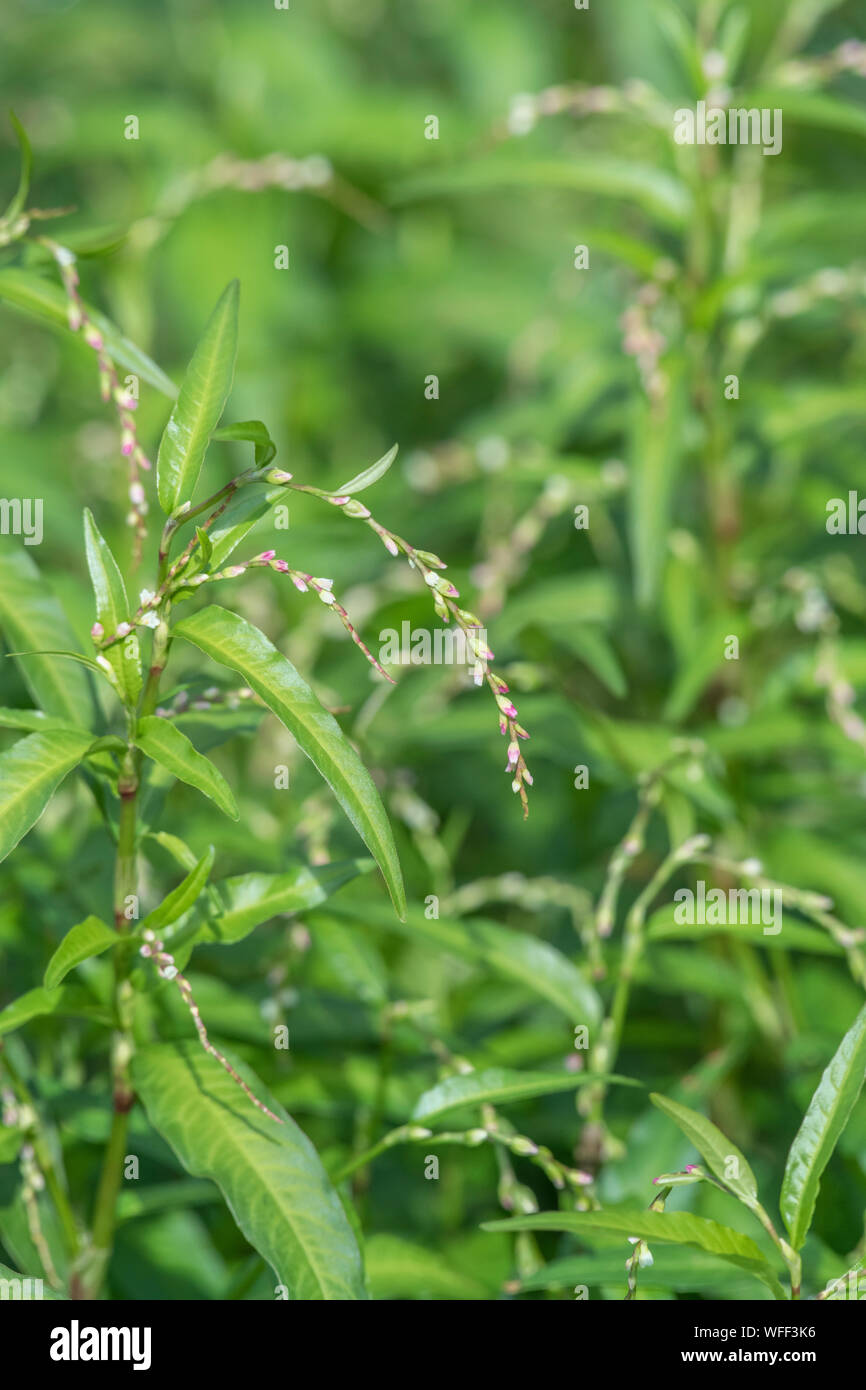 Foliage leaves of Water Pepper / Polygonum hydropiper = Persicaria hydropiper growing in marsh. Once used as medicinal plant in herbal remedies. Stock Photo
