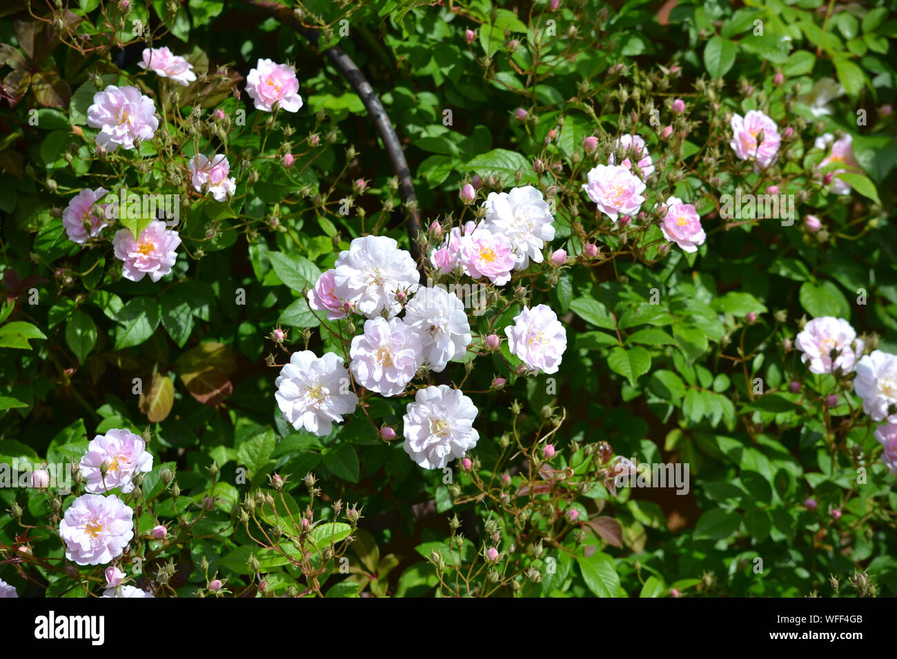 Paul's Himalayan musk rose, a vigorous rambling rose, in flower in a summer garden, UK Stock Photo