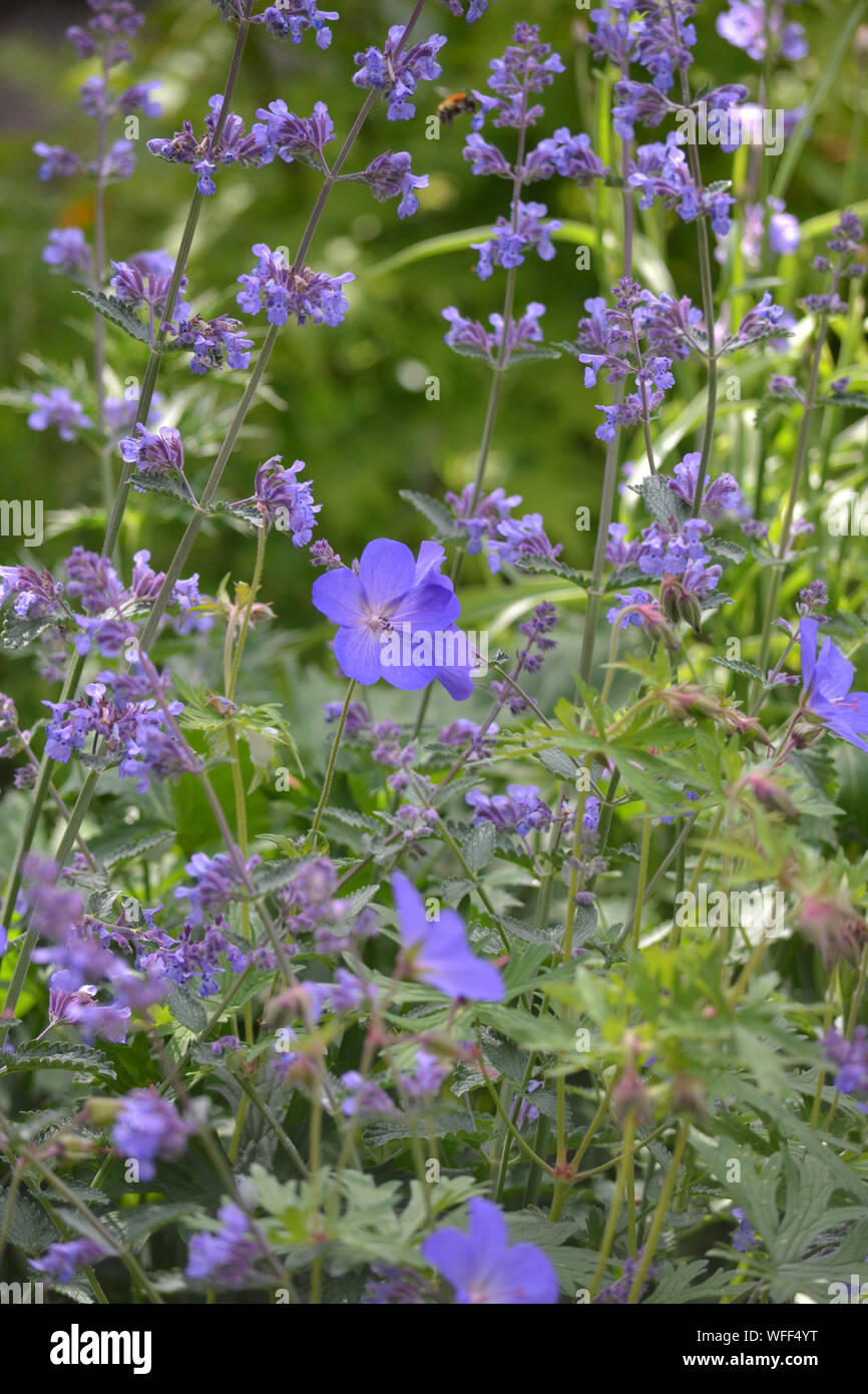 Geranium Johnson's blue and Nepeta mussinii, catmint in a blue summer garden border, UK Stock Photo