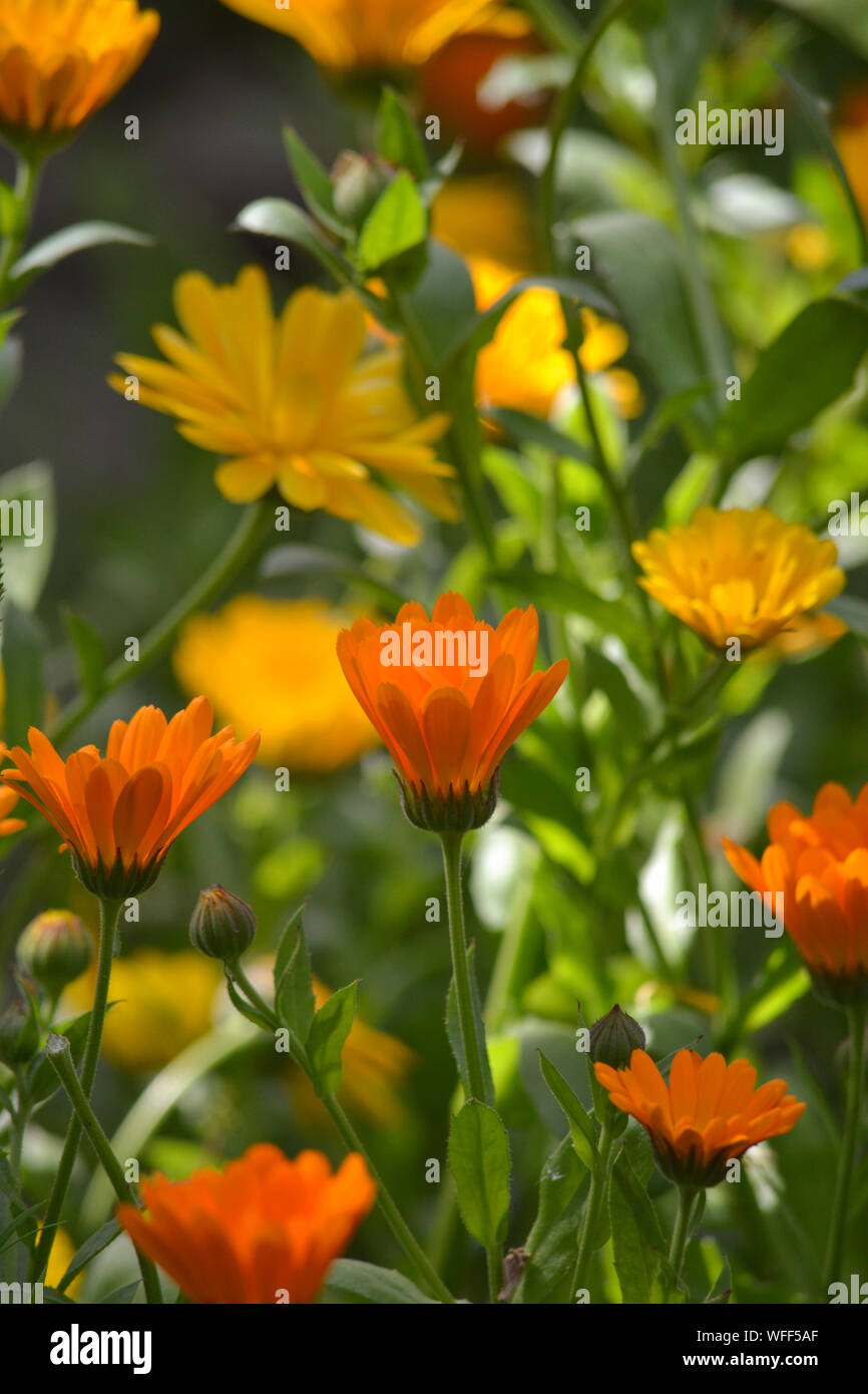 Calendula flowers, commonly known as marigolds, Indian prince (orange variety) and officinalis varieties in and English summer garden. Stock Photo
