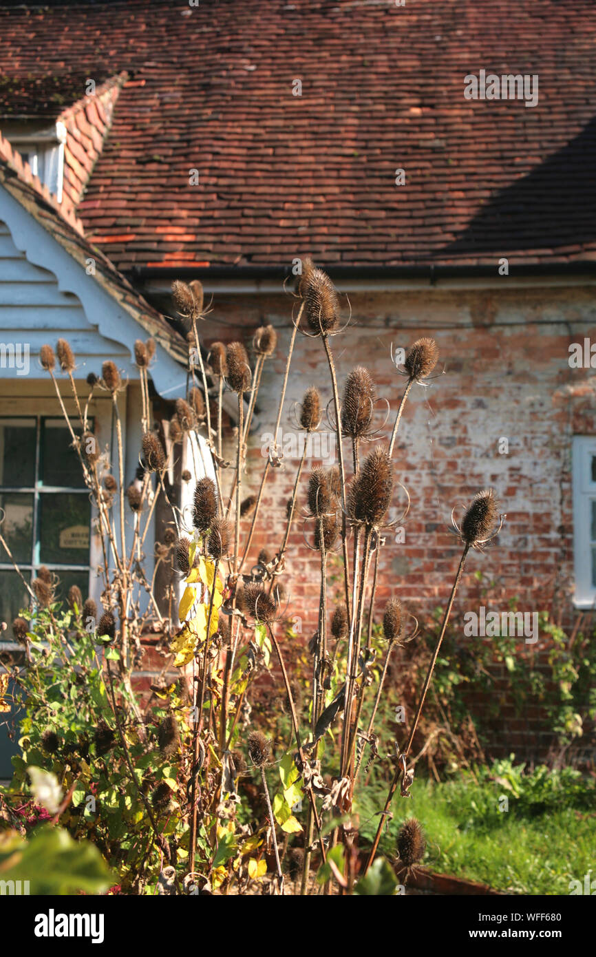 Teasels in a cottage garden on the High Street, Selborne, Hampshire, UK Stock Photo