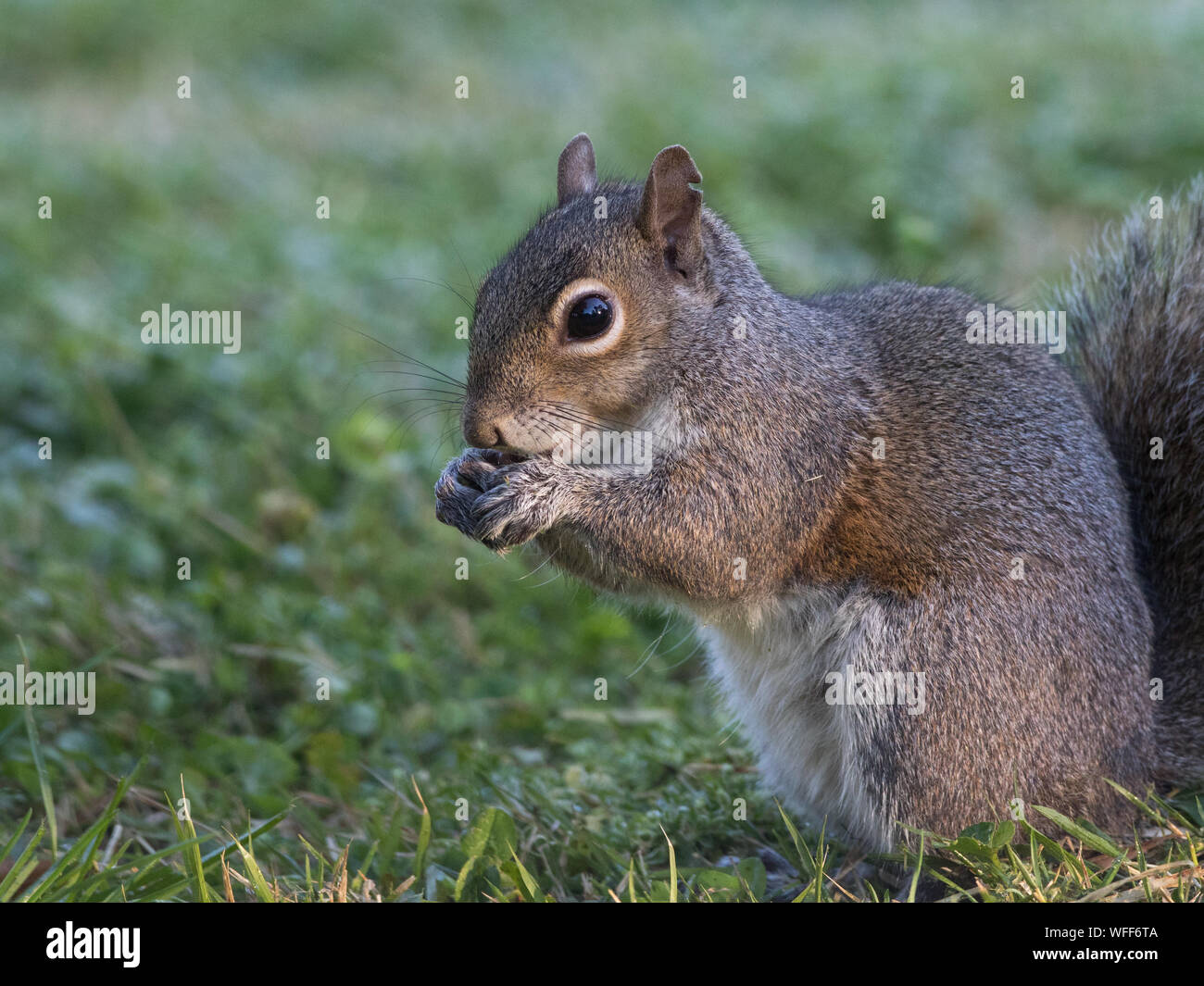 Portrait of an eastern gray squirrel, Sciurus carolinensis. Stock Photo