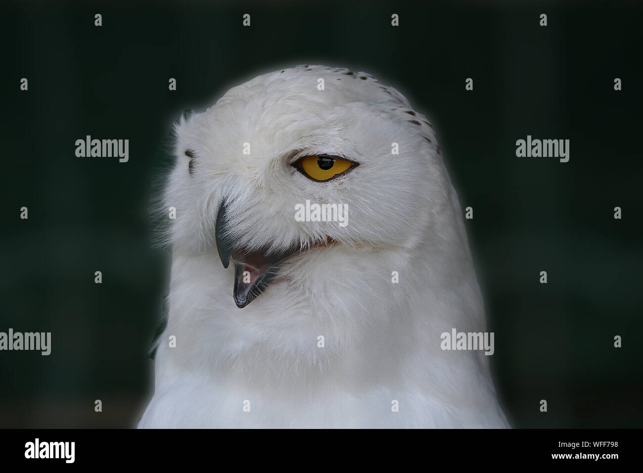 Close-up Of White Owl Stock Photo