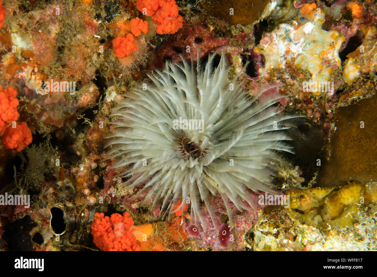 Marine worm, Sabellidae, Raja Ampat Indonesia Stock Photo