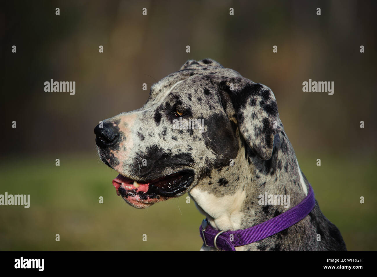 Close-up Of Great Dane Looking Away Stock Photo