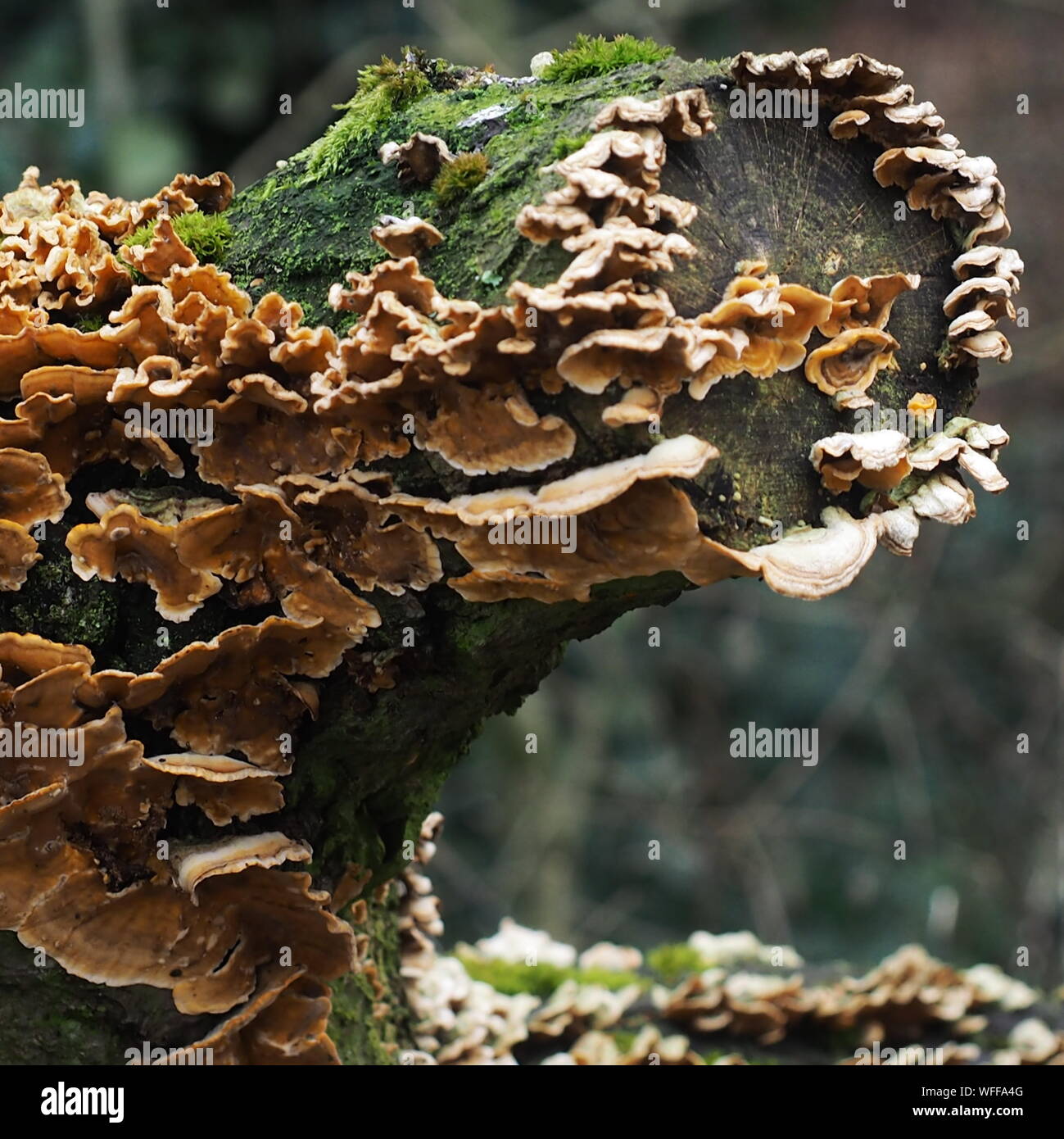 Fungus growing tree stump hires stock photography and images Alamy