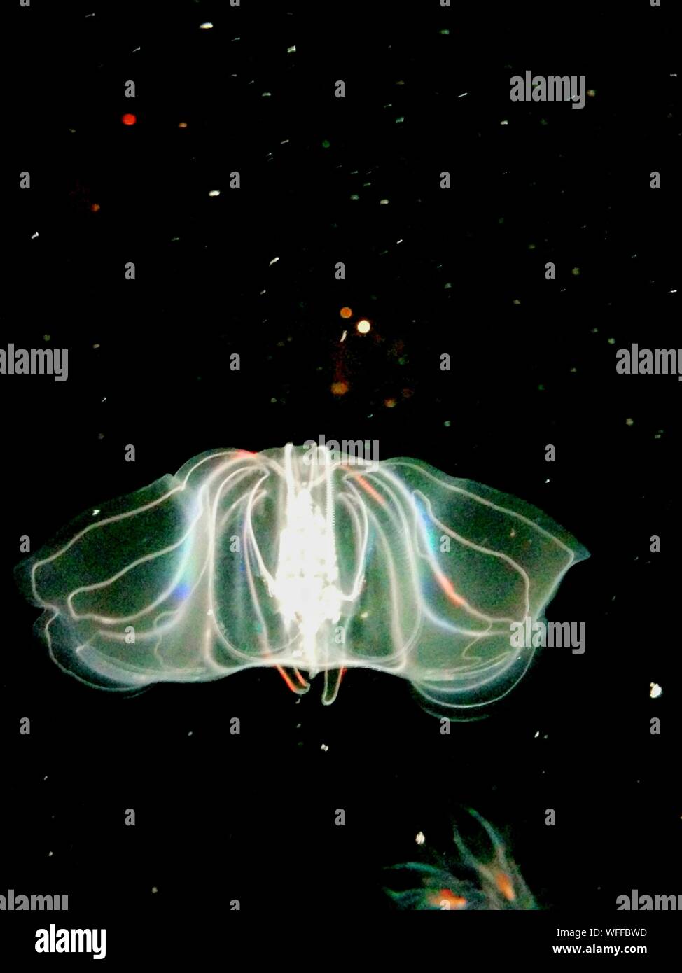 Warty comb jelly hires stock photography and images Alamy