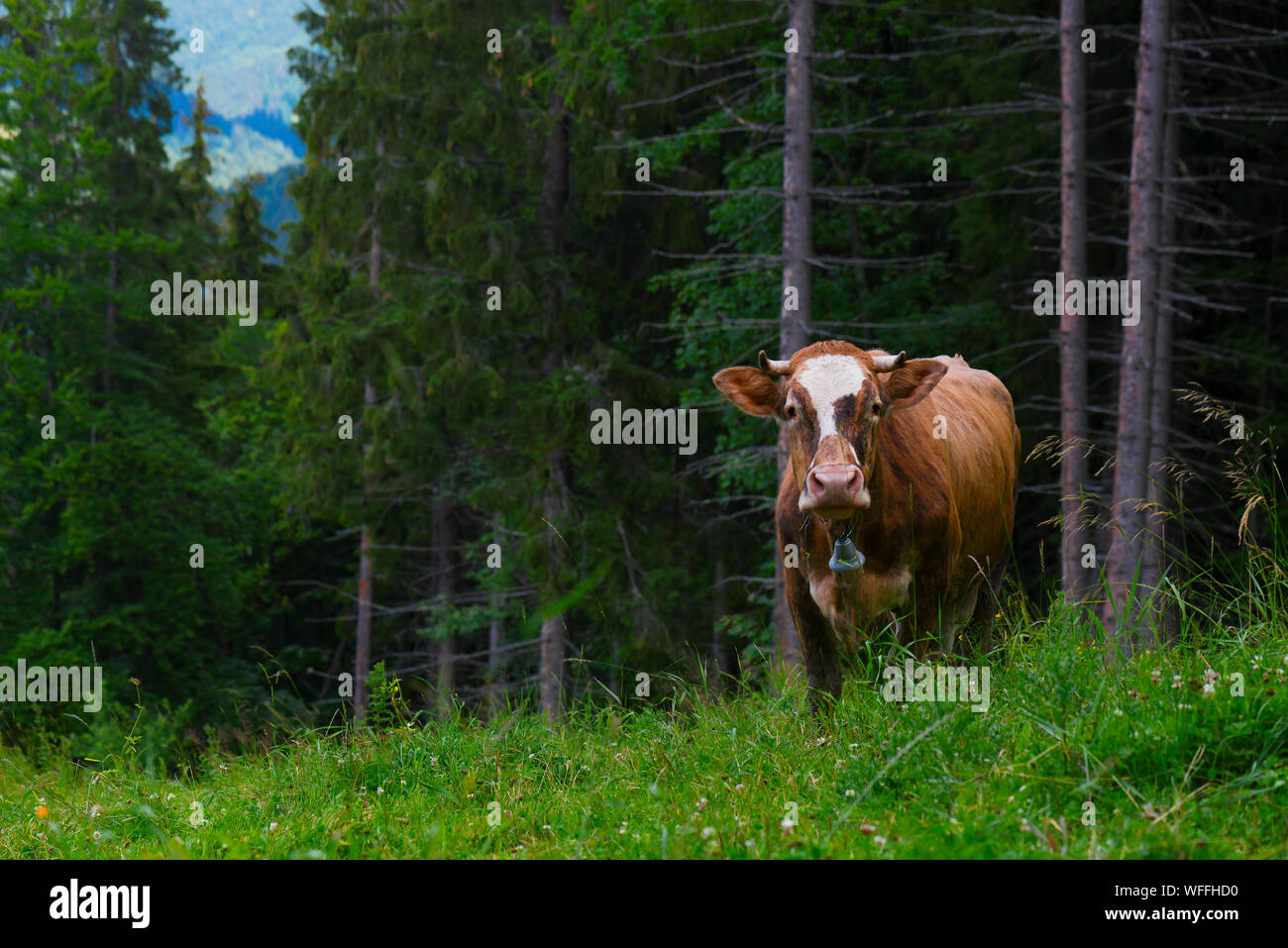 Cow grazing in the mountains on a forest background Stock Photo - Alamy