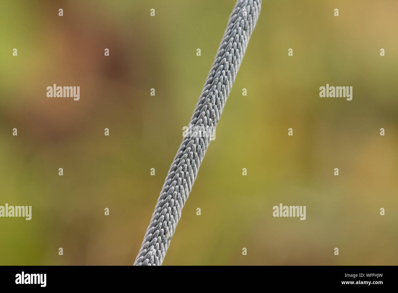 Horsefly eggs (Tabanus cordiger?) on salad (Sanguisorba minor
