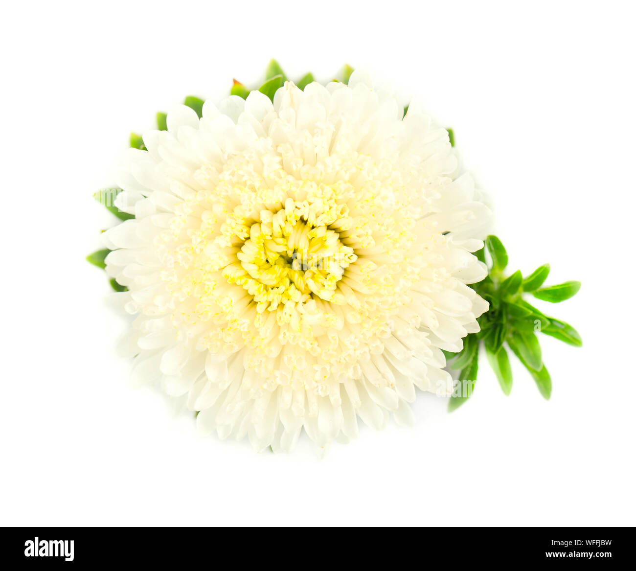White asters hi-res stock photography and images - Alamy
