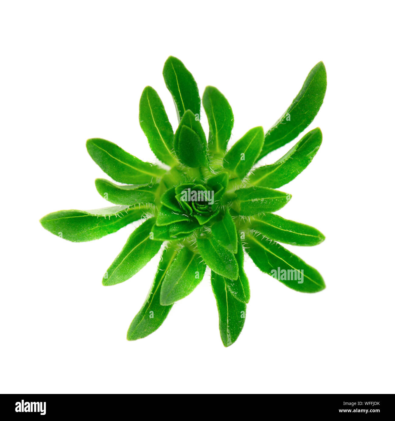 Green leaves of aster, isolated on white background. Close-up Stock Photo
