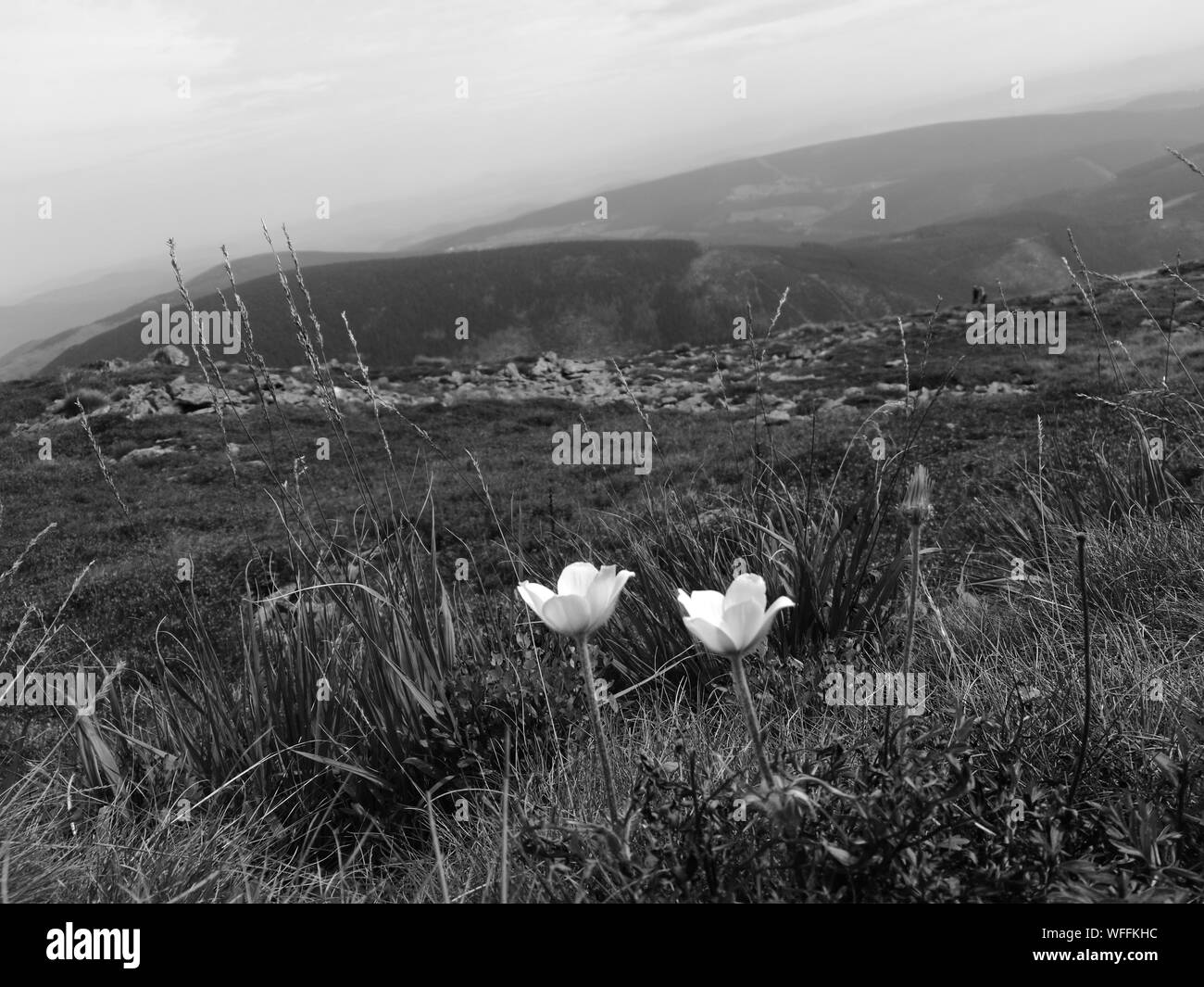 Wildflowers wildflower Black and White Stock Photos & Images - Alamy