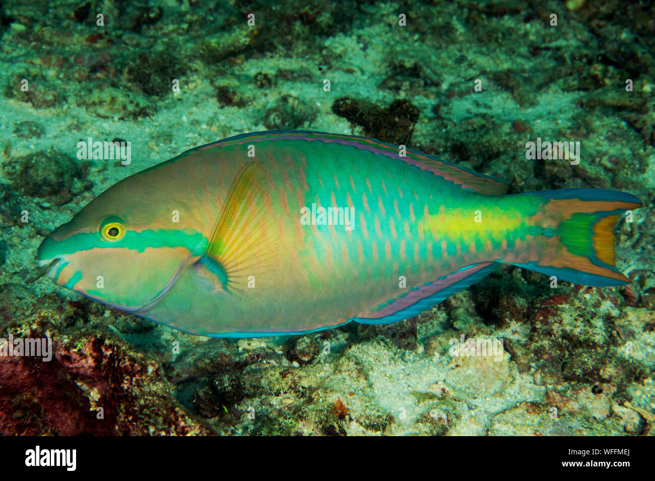 Yellowfin parrotfish, Scarus flavipectoralis, Raja Ampat Indonesia Stock Photo