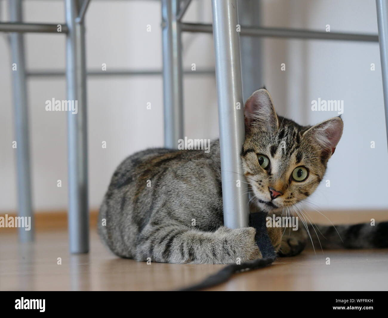 Portrait Of Cat Behind Chair Leg Stock Photo Alamy