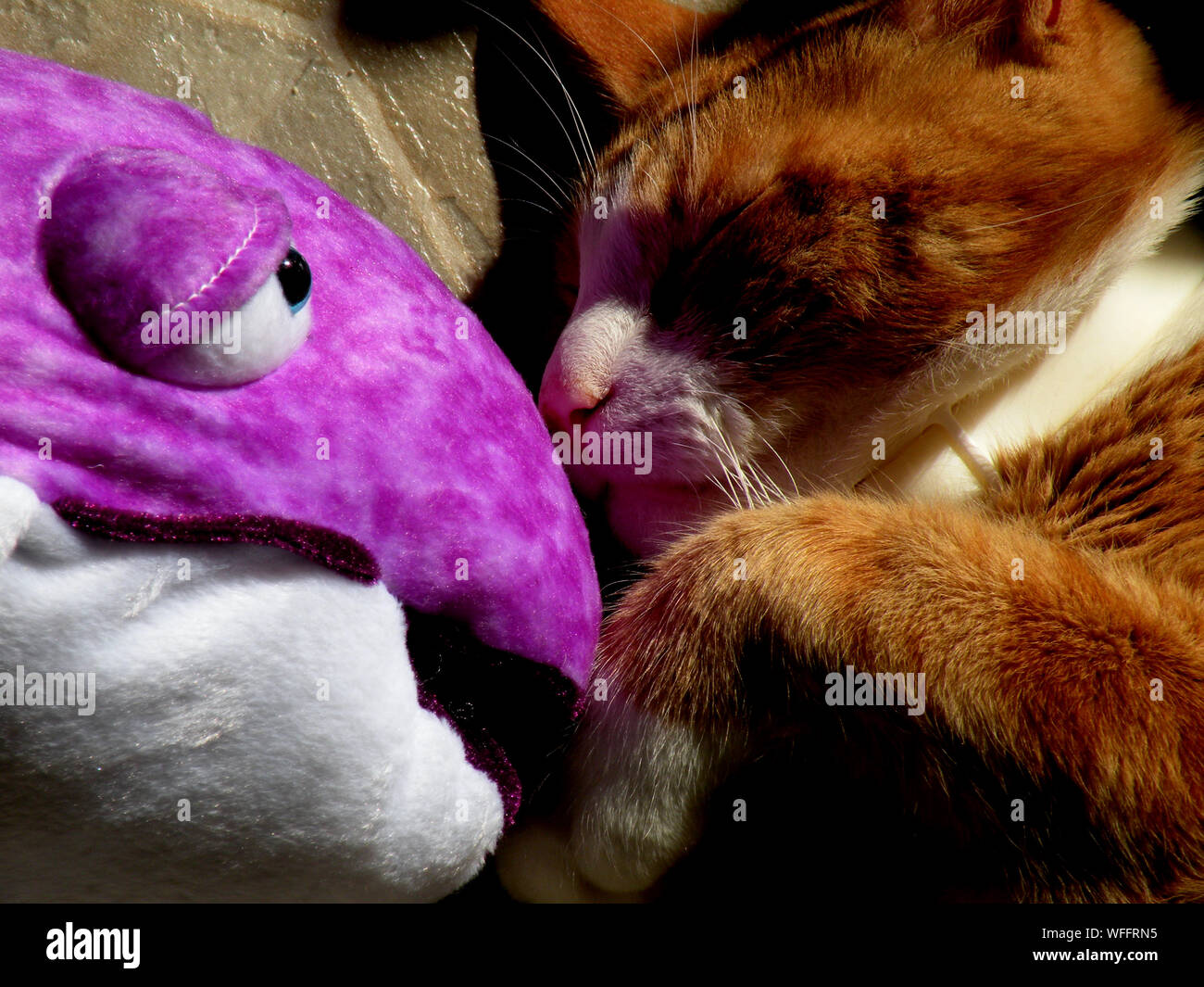 cat sleeping with stuffed animal