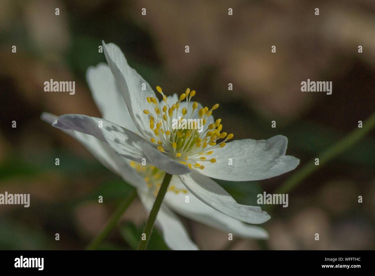Small white wildflowers hires stock photography and images Alamy