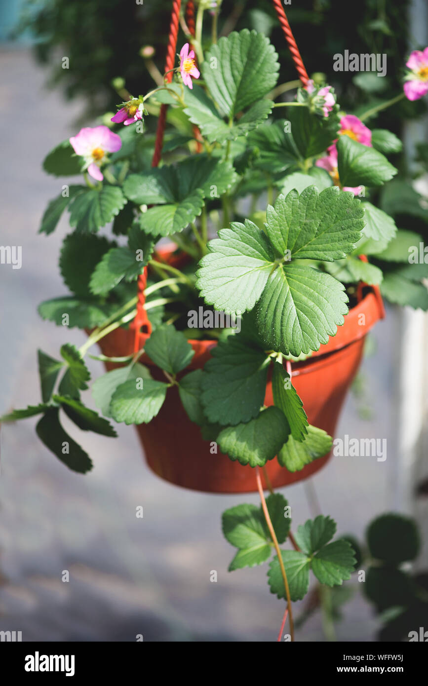 Hanging basket strawberry hires stock photography and images Alamy