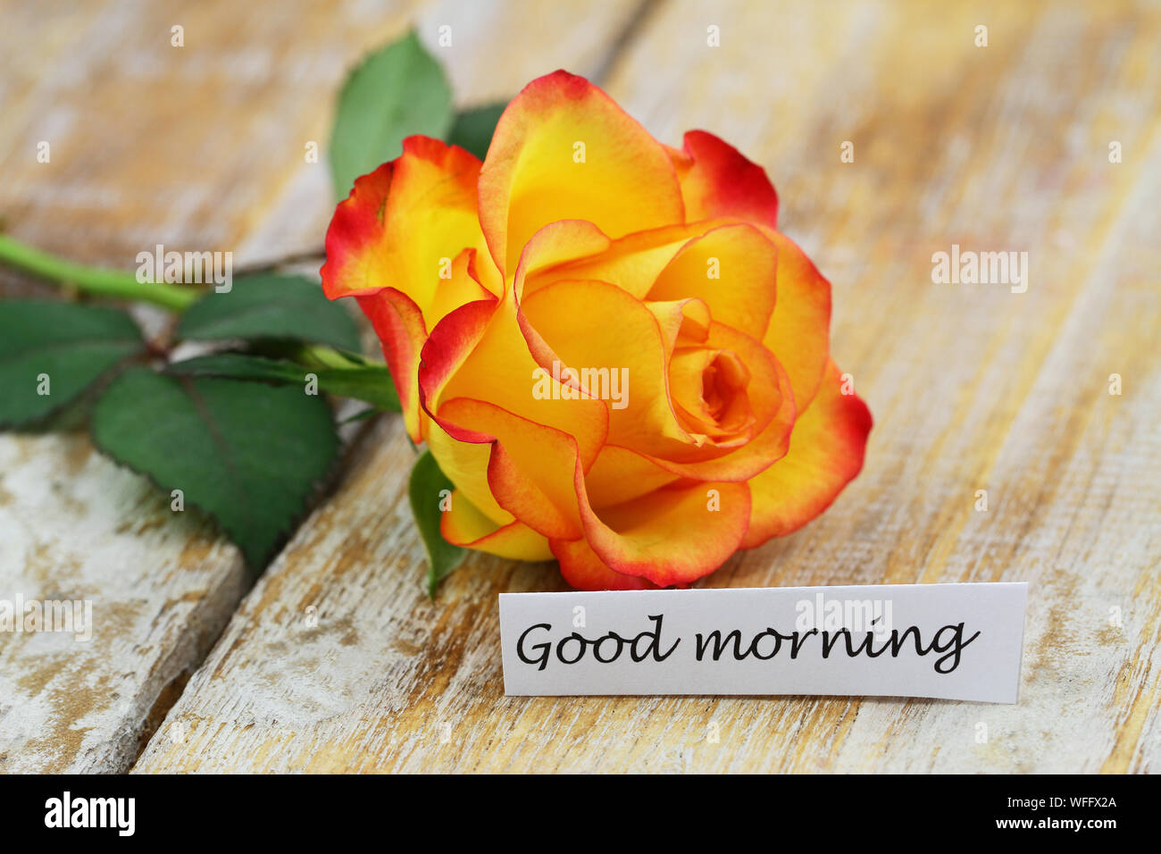 Good morning card with one red and yellow rose on rustic wooden ...