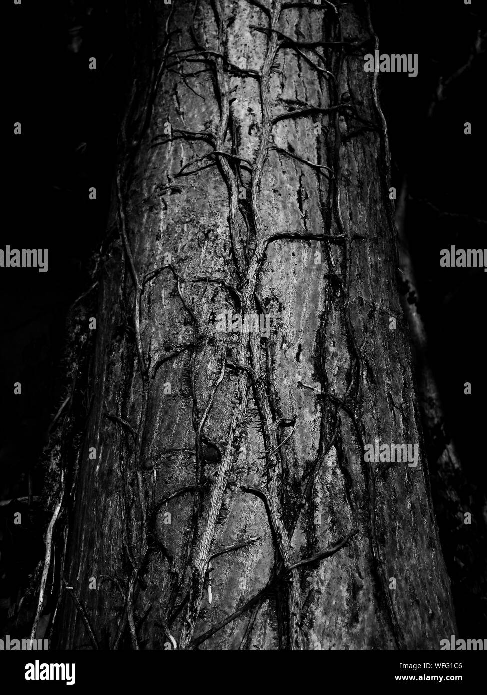Tree branch trunk Black and White Stock Photos & Images Alamy