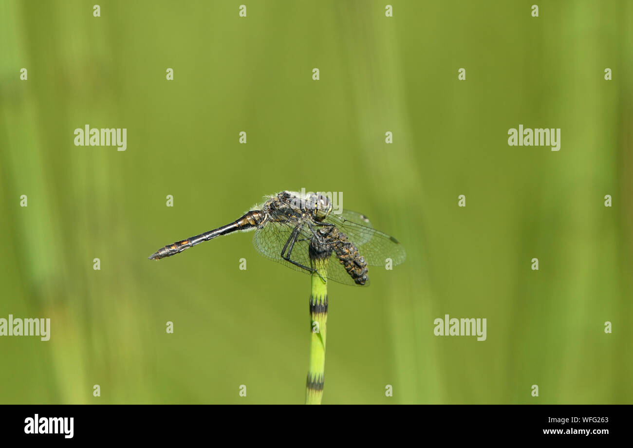 Black Darter Dragonfly (Sympetrum danae) male perched on aquatic vegetation, Somerset, England, August Stock Photo