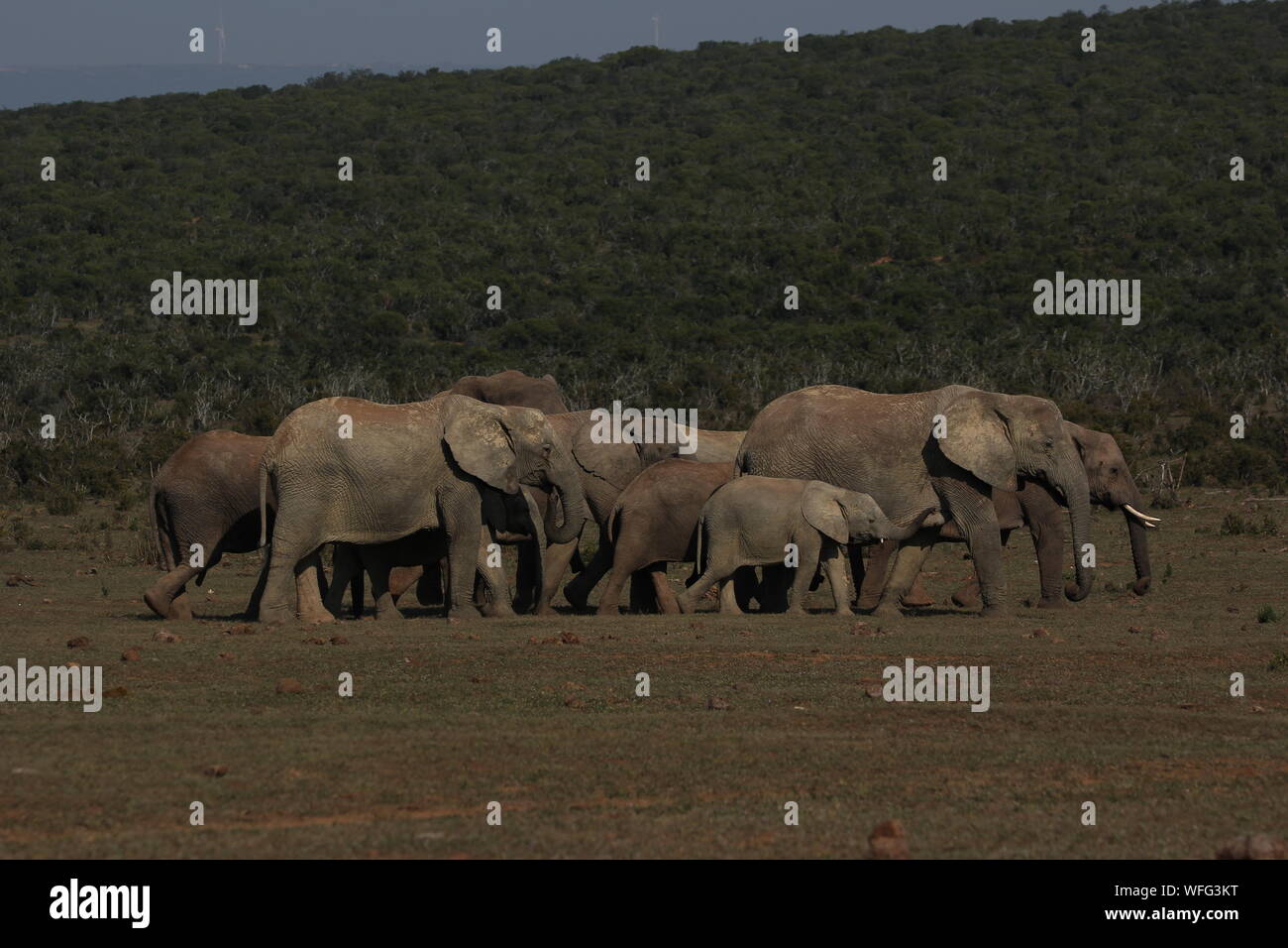 A herd of African Elephants (Loxodonta africana) at Addo Elephant National Park, Eastern Cape, South Africa Stock Photo