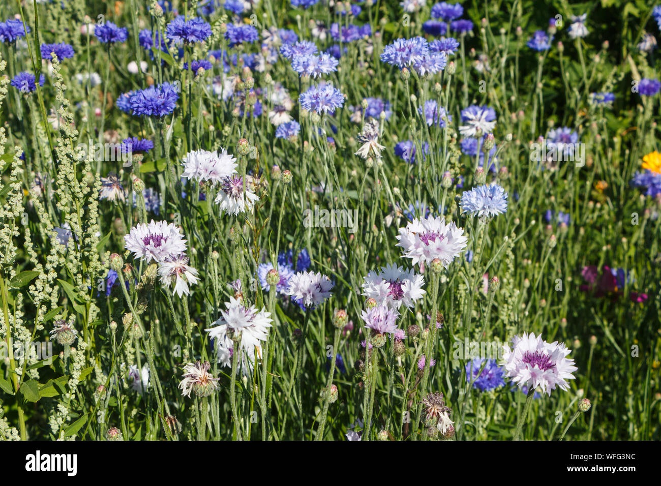 Variations of white flower hi-res stock photography and images - Alamy