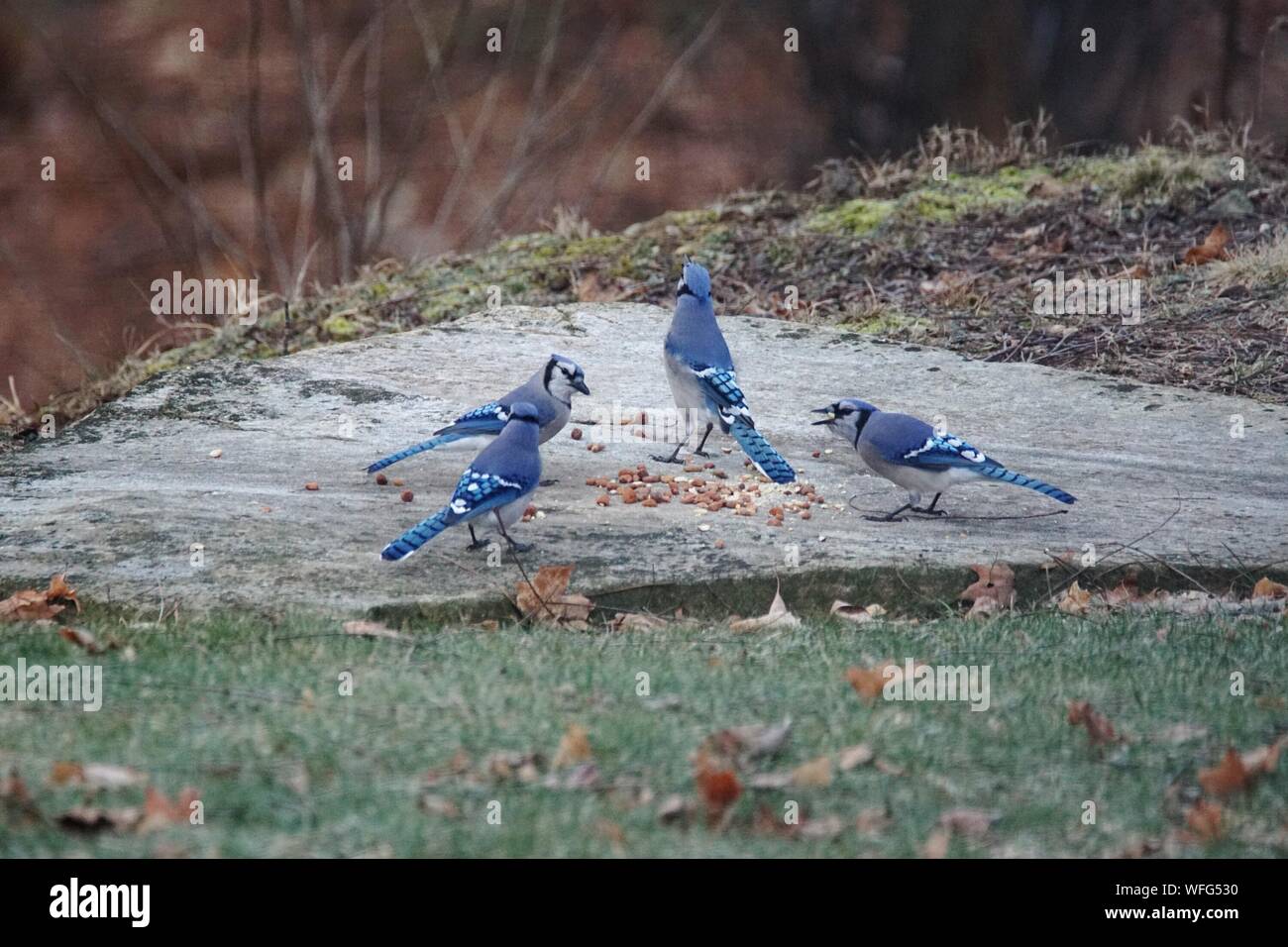 Blue jay birds hires stock photography and images Alamy