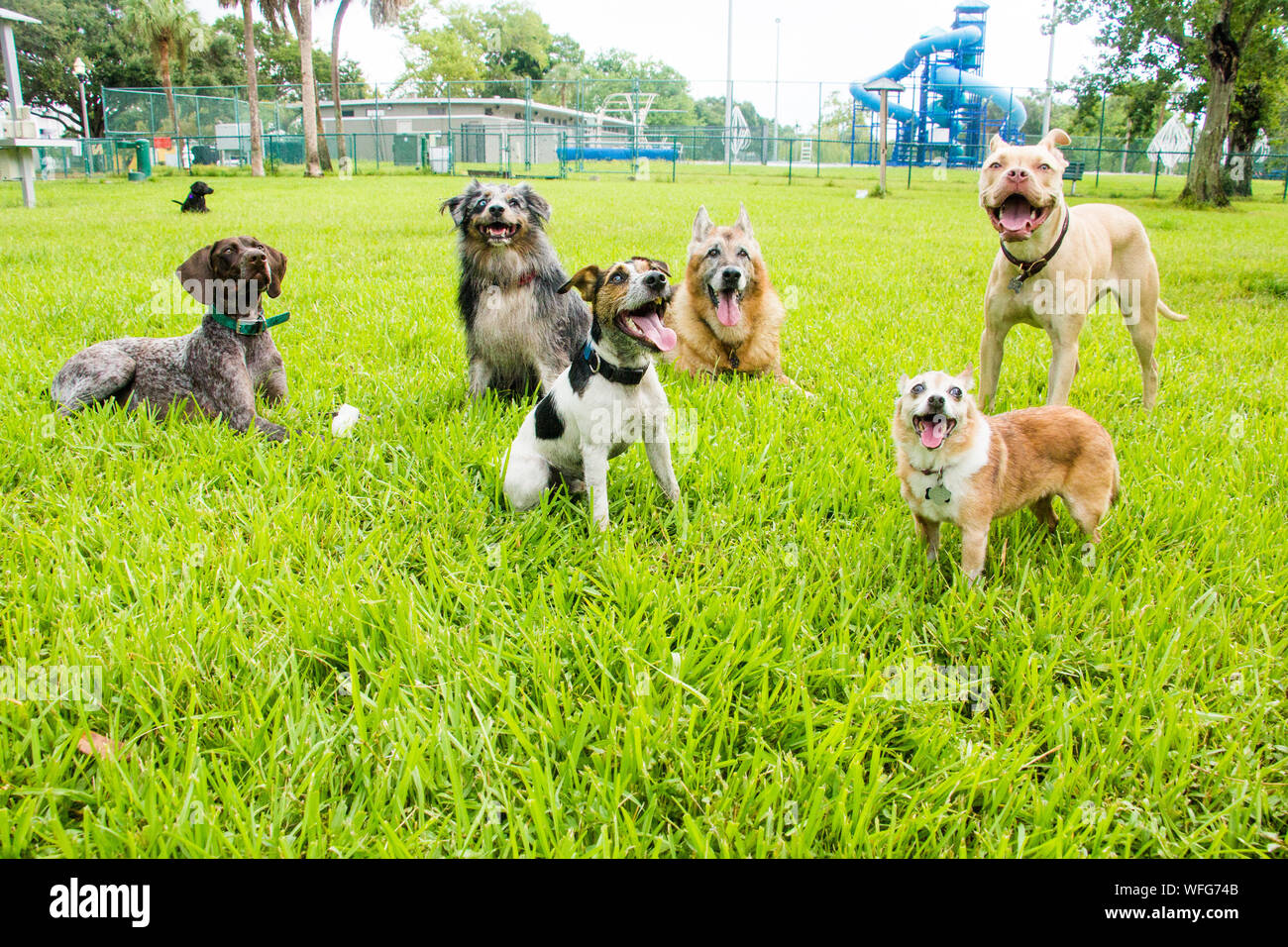 Six dogs in a dog park, United States Stock Photo