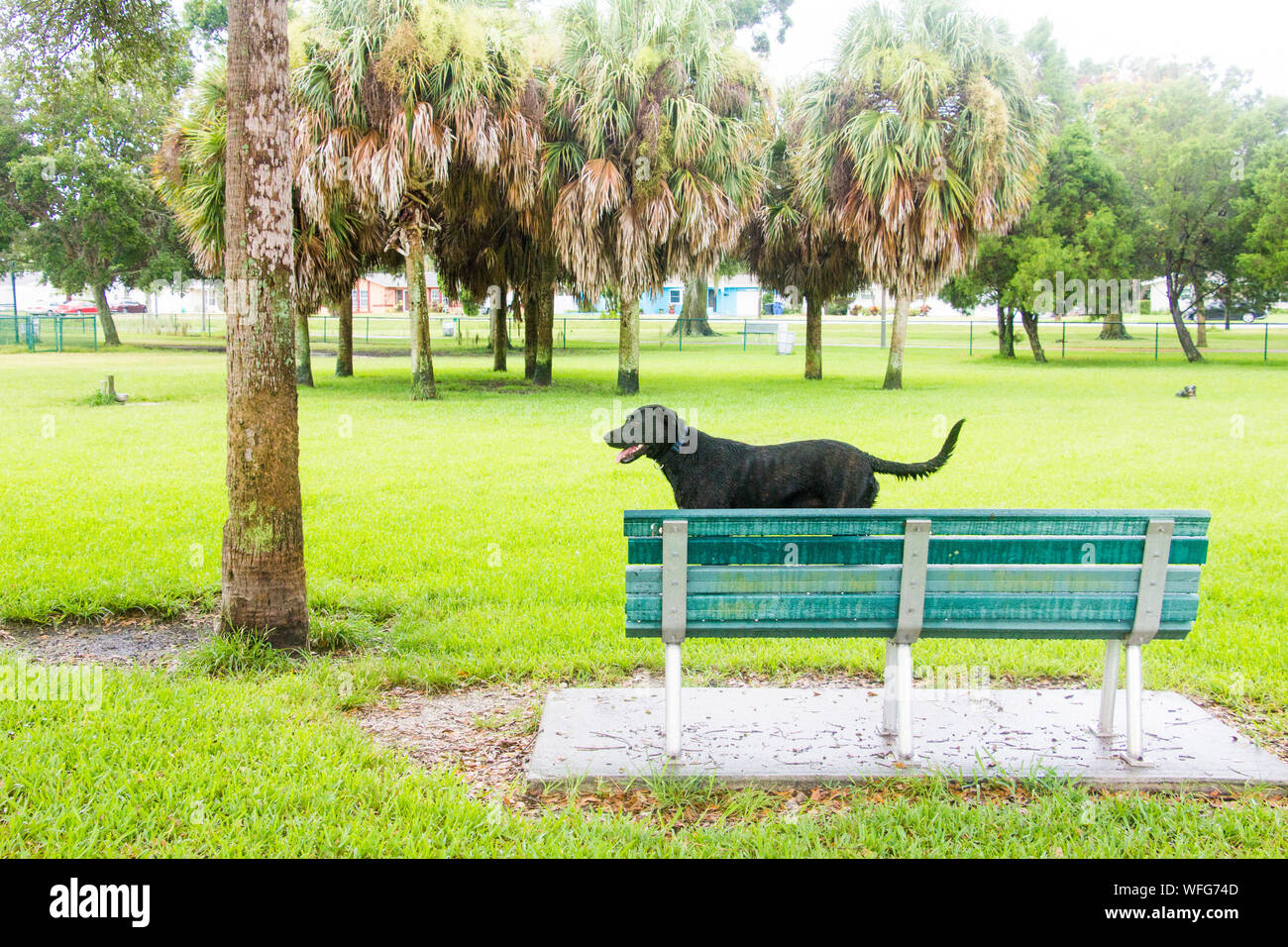 Labrador Dog standing on a bench in a dog park, United States Stock Photo