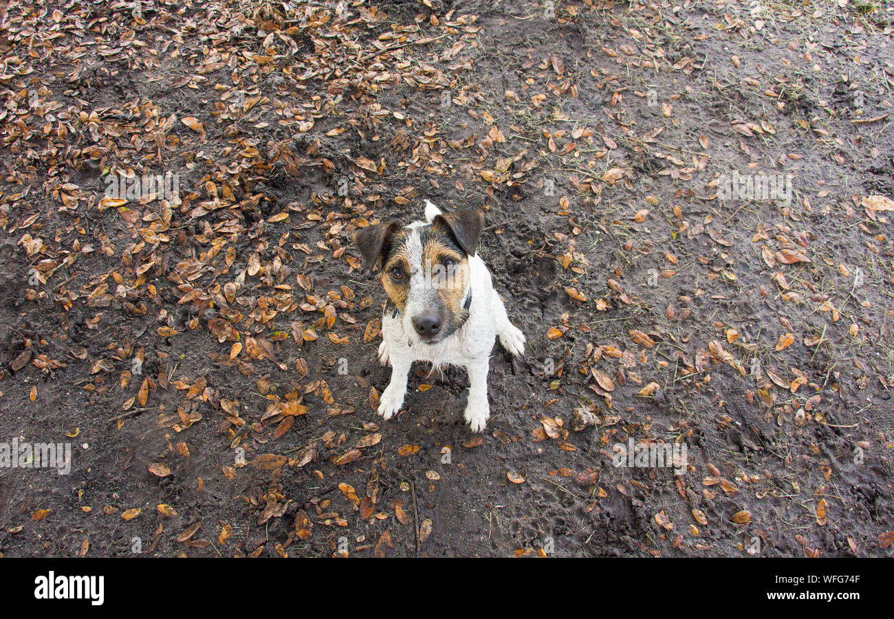 Overhead view of a Jack Russell dog sitting in the mud, United States Stock Photo