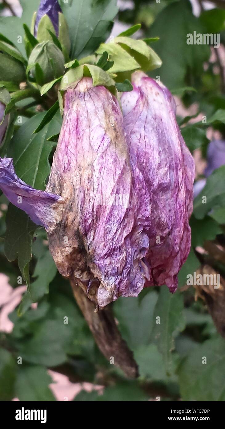 Dry Hibiscus Flower In Lawn Stock Photo Alamy