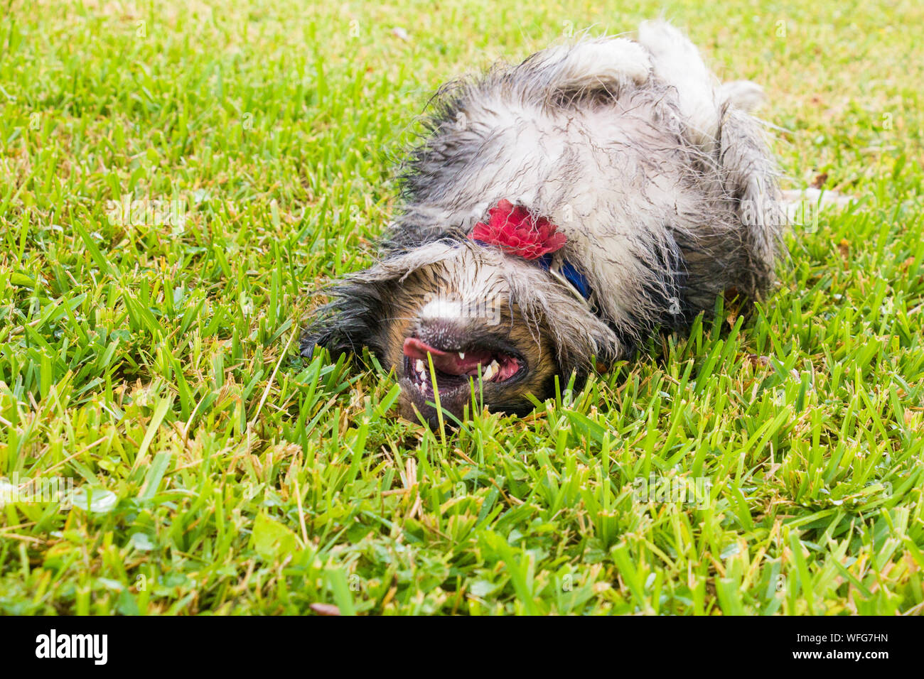 Australian Shepherd dog rolling in the grass, United States Stock Photo