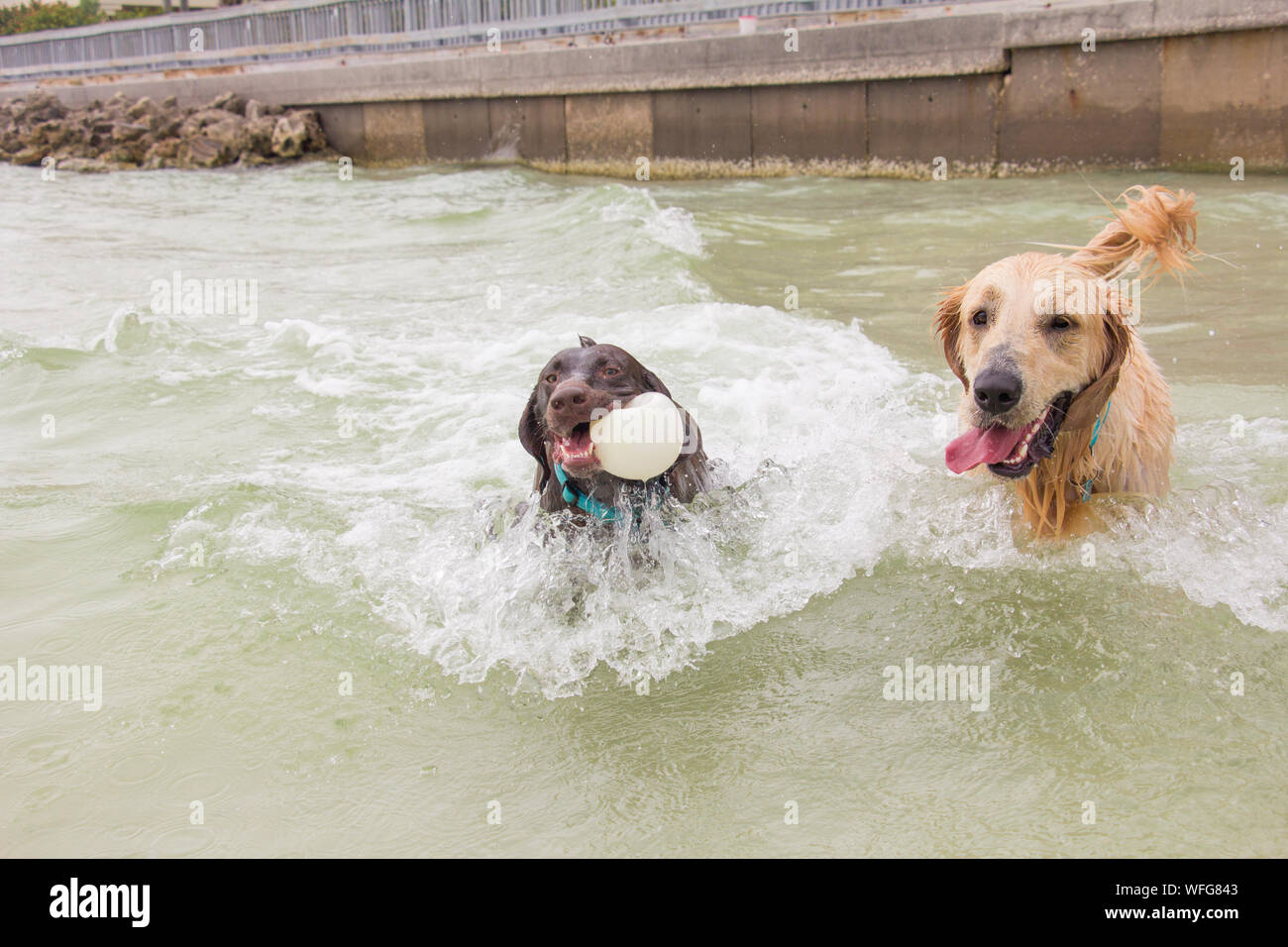 Two dogs playing in the ocean, United States Stock Photo Alamy
