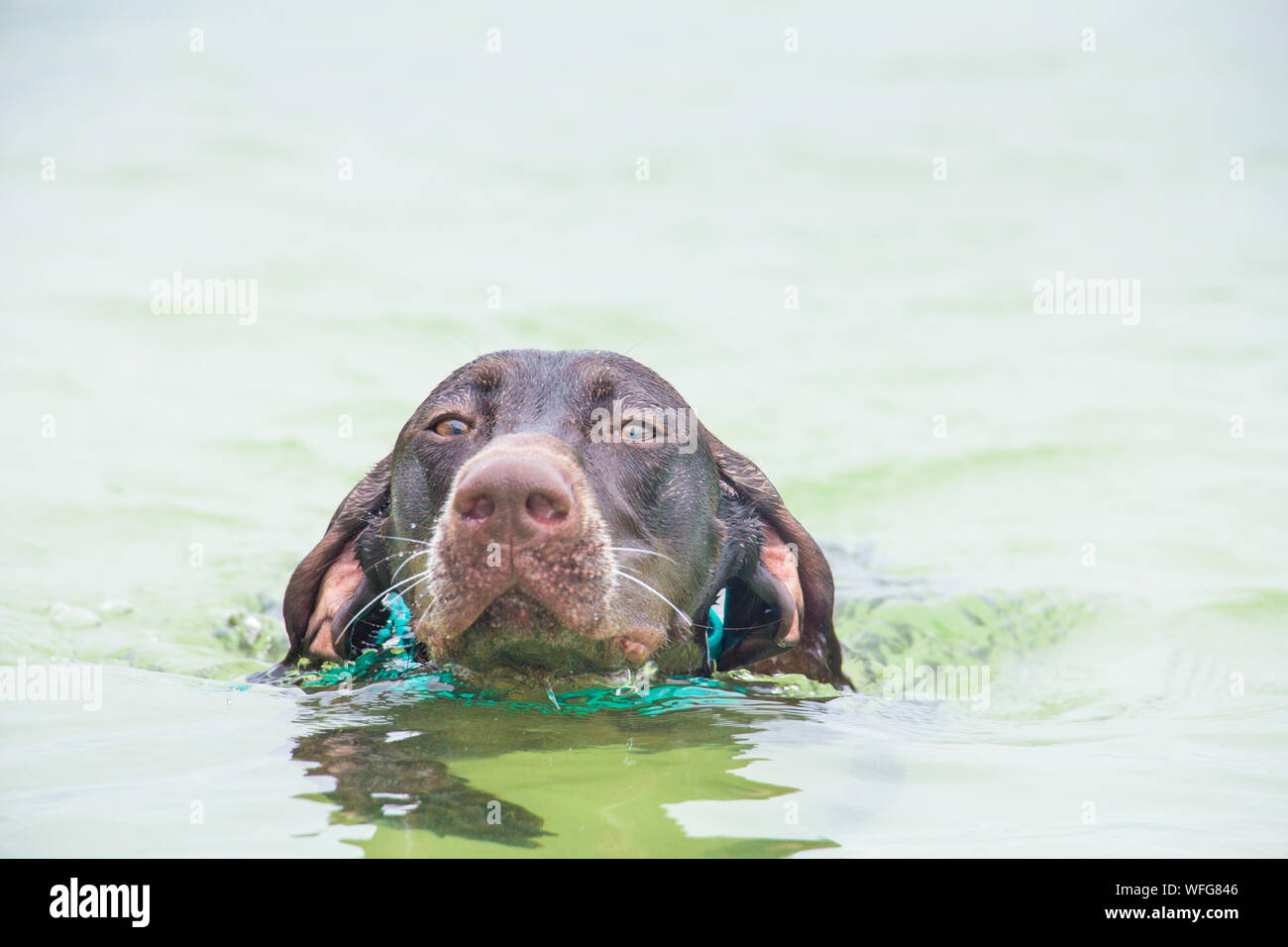 German shorthaired pointer swimming in the ocean, Untied States Stock Photo
