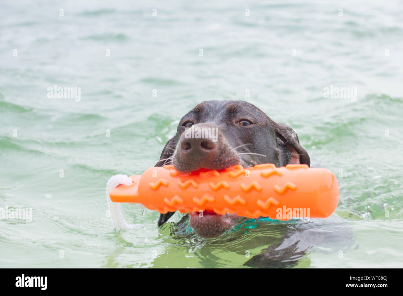German shorthaired pointer fetching a toy in the ocean, United States Stock Photo