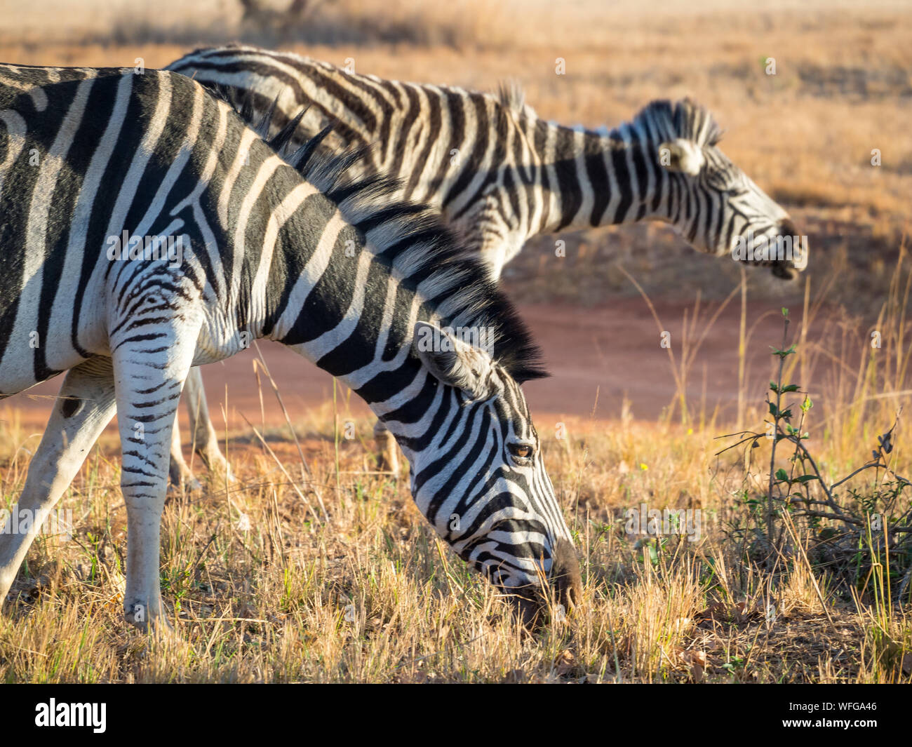 Closeup portrait of zebras in Mlilwane Wildlife Sanctuary, Swaziland, Southern Africa. Stock Photo
