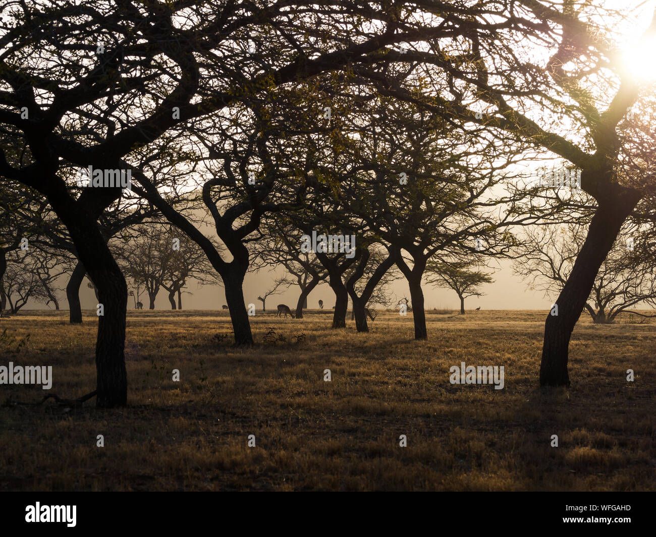 View of impala antelopes grazing between silhouettes of trees during sunset, Mlilwane Wildlife Sanctuary, Swaziland, Africa. Stock Photo