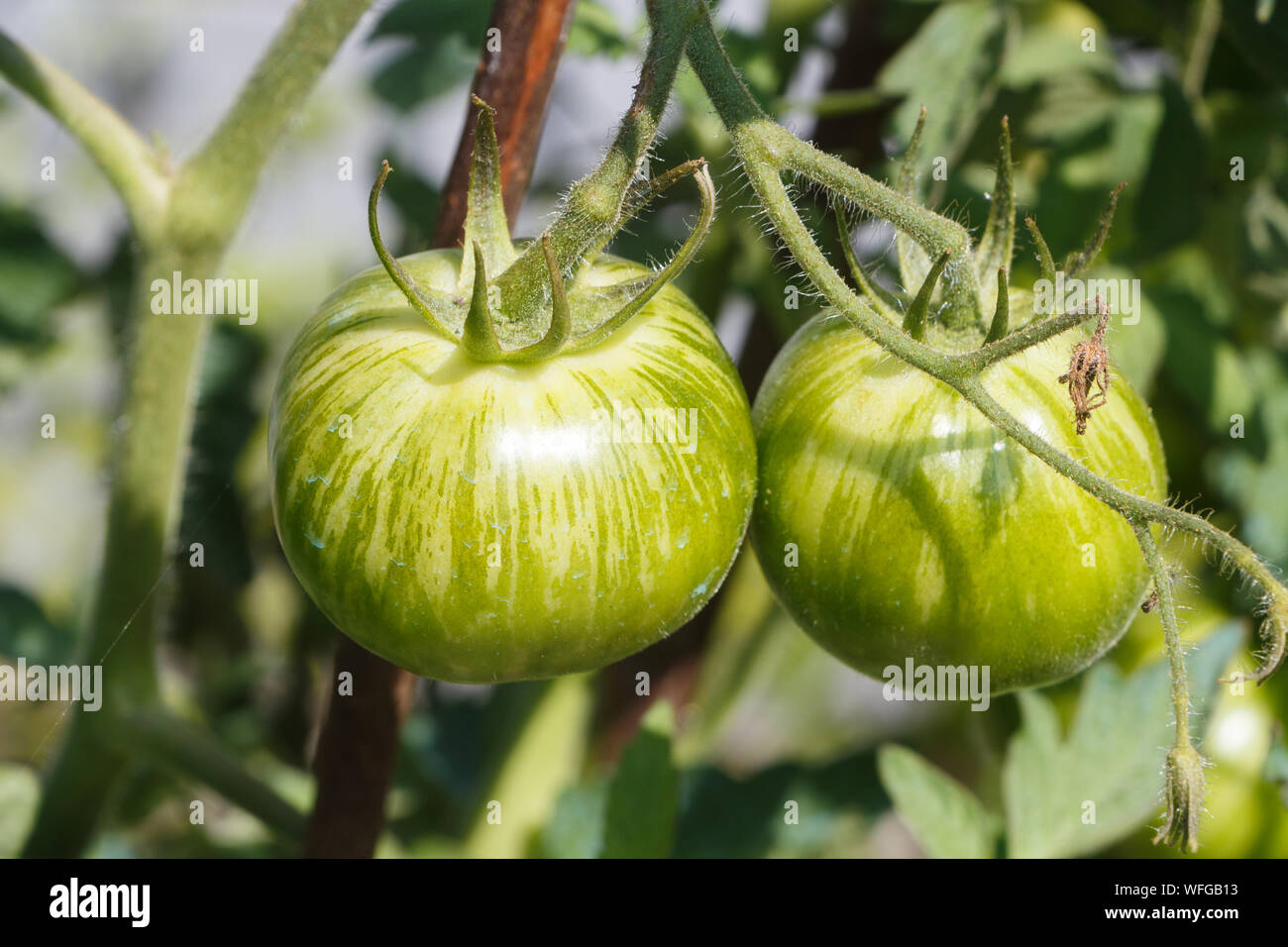 Green zebra tomatoes ripening in a vegetable garden during summer Stock
